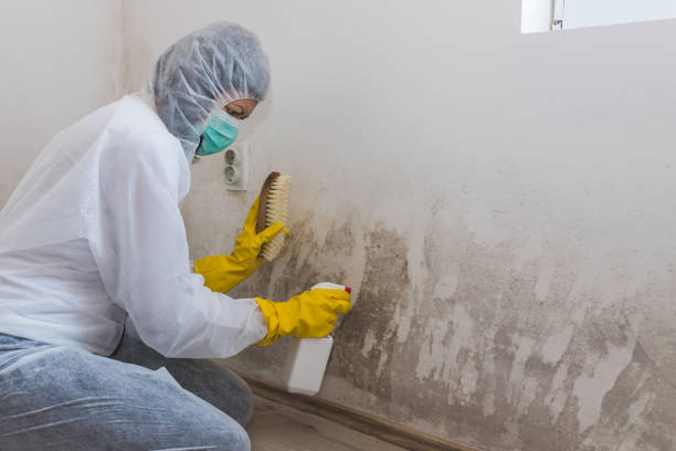 Best Health and Safety Mold Remediation in Williams, CA
